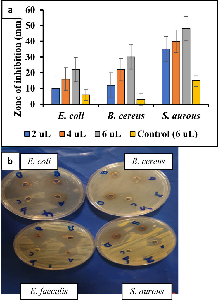 Figure 9 
                  (a) The graphical of the values of inhibition zones (mm); (b) the antibacterial activity of produced AgNPs at A (2 μL), B (4 μL), D (6 μL), and C (rosemary extract as a control, 6 μL) concentrations against E. coli, B. cereus, and S. aureus.
                  
               