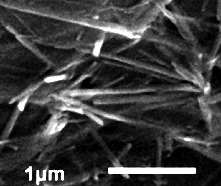 Figure 3
SEM imaging for the structural features of Se-NRs synthesized with pomegranate rind extract.
