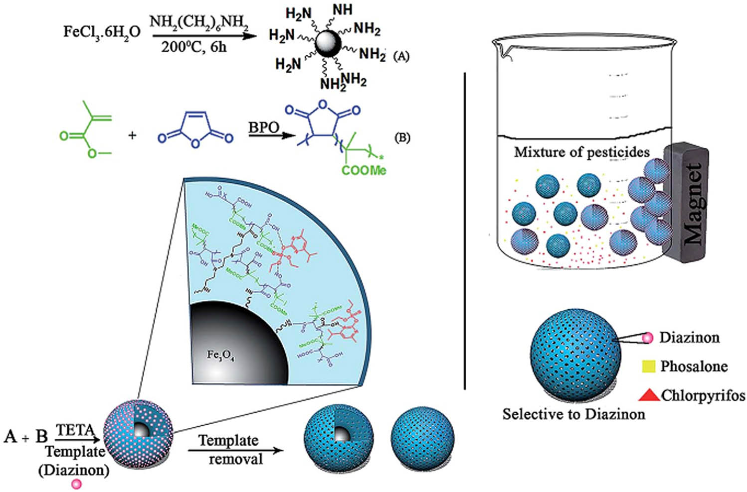Figure 5 
                  Schematic illustration of the preparation of magnetic MIPs and adsorption procedure [65].
               