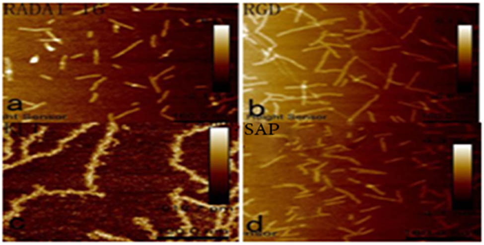 Figure 5 
               (a) RADAI-16, (b) RGD, (c) KLT, and (d) SAP (functionalized self-assembled polypeptide). Four polypeptide hydrogels were imaged under an AFM, and they were all nanofibers with different lengths and diameters.
            