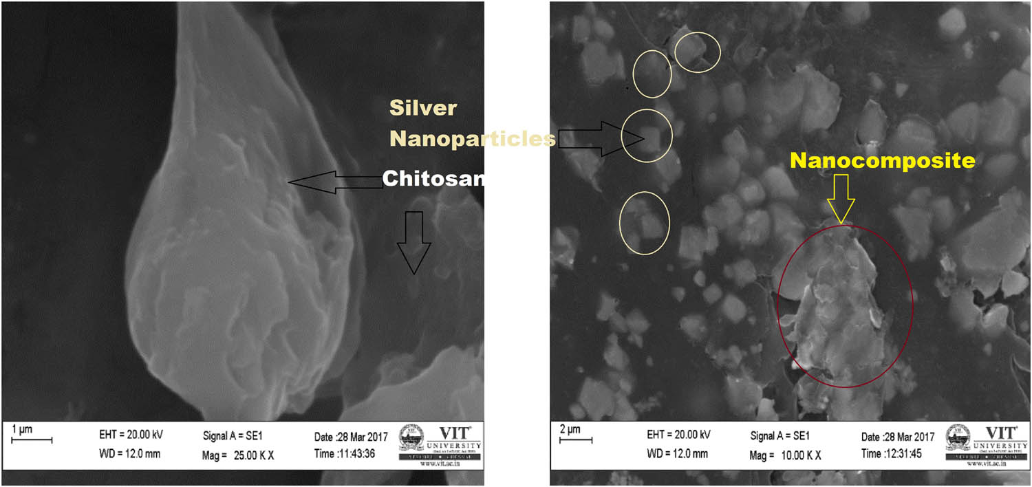 Figure 3 
                  SEM images of chitosan and AgNPs embedded with chitosan.
               