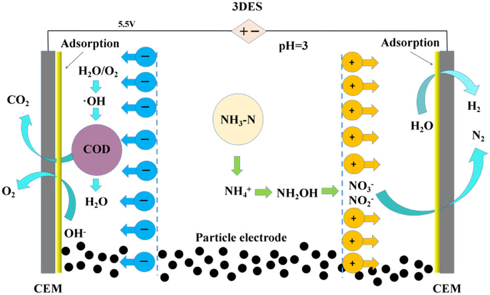 Figure 3 
                     Reaction process diagram of CW treated by 3DES.
                  