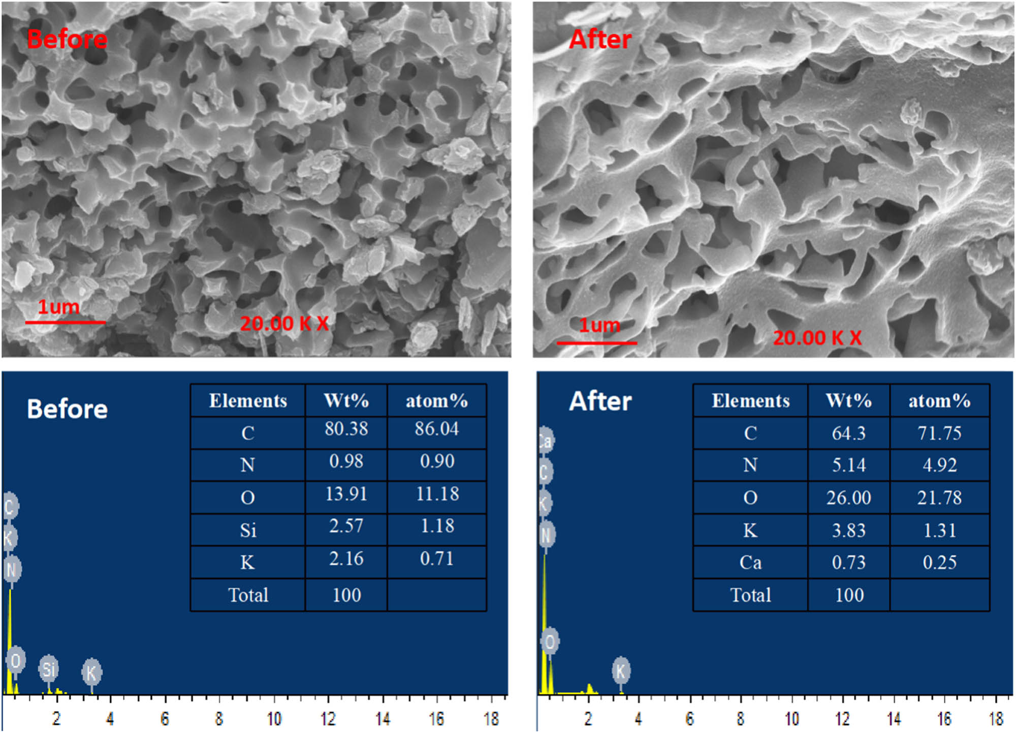 Figure 5 
                  SEM graph and EDS analysis of samples.
               