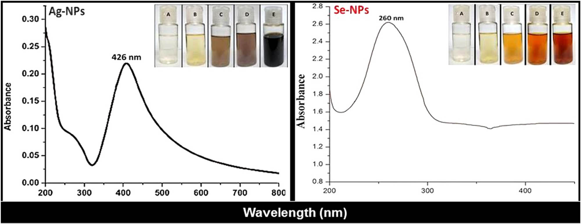 Figure 1 
                  Visual appearance and UV-Vis spectra of Fu-synthesized Ag-NPs and Se-NPs. Photographs indicated NP solutions’ color after 0, 5, 10, 20, and 30 min of reaction for A, B, C, D, and E, respectively.
               