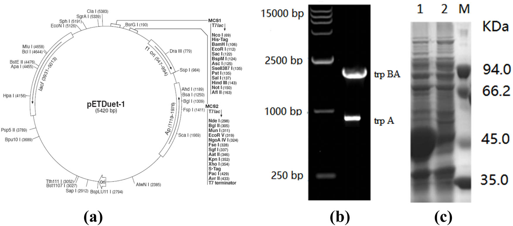 Figure 1 
                  (a) Physical map of pETDuet-1. (b) Agarose gel electrophoresis analysis of the trpBA and trp A genes. (c) SDS-PAGE analysis of tryptophan synthase (trpBA-trp A).
               