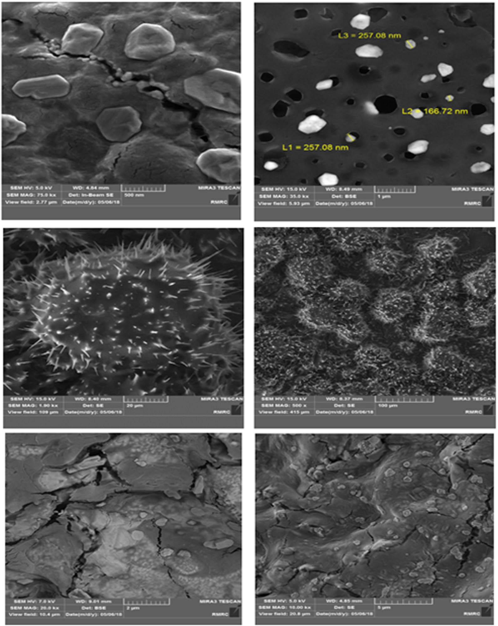 Figure 6 
                     FE-SEM images of the optimum sodium alginate/AAc composite hydrogels conjugated to silver nanoparticles.
                  