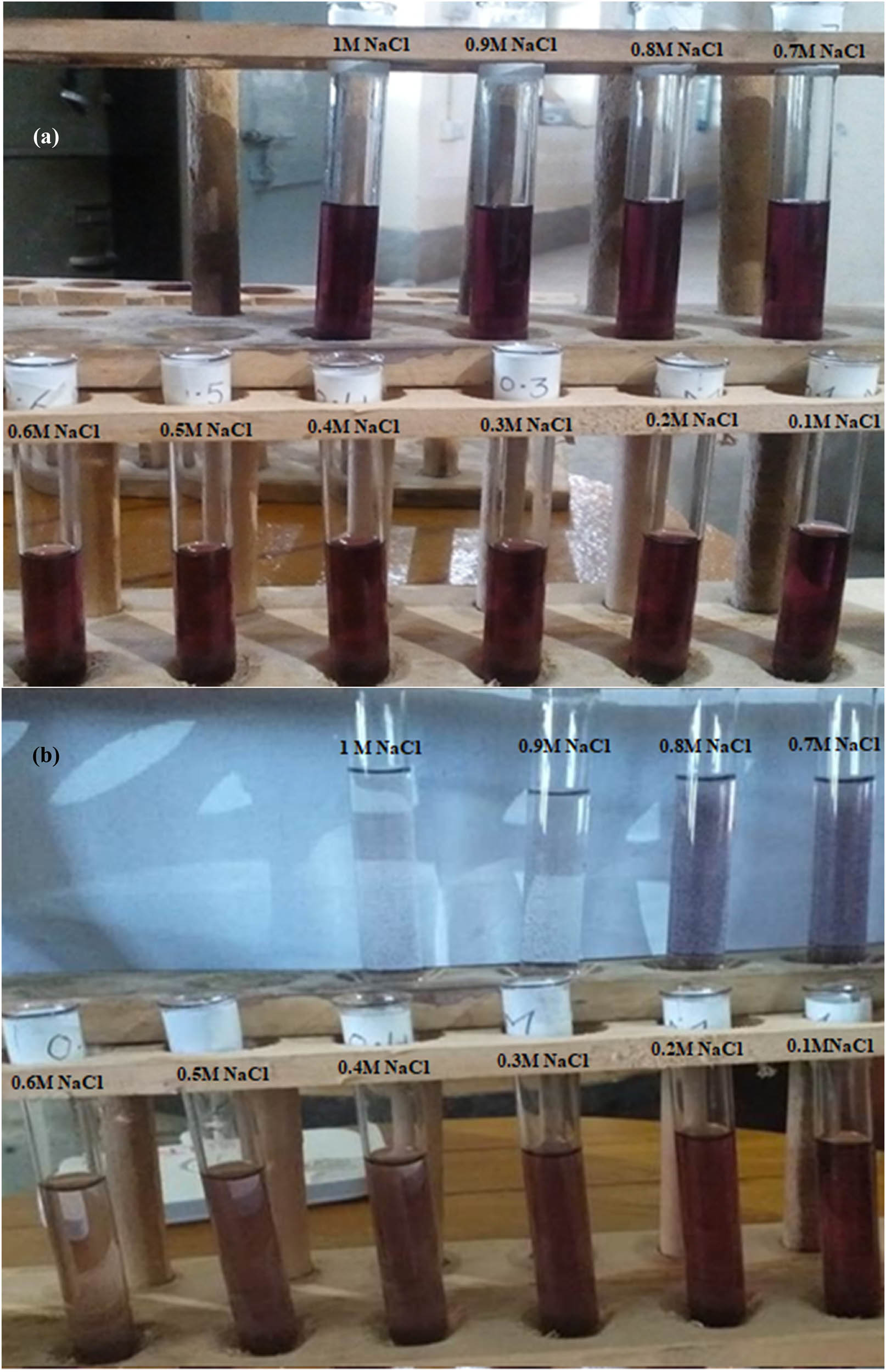 Figure 7 
                  NaCl effect on Au NPs of black pepper after 24 h. (a) Initial mixing of salt solution with gold nanoparticles solution (b) after 24 hours of time.
               