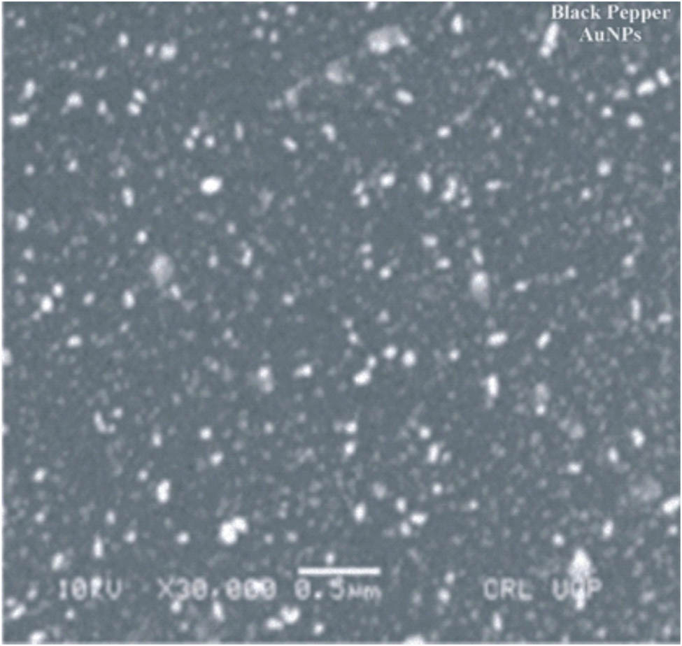 Figure 11 
                  SEM image of AuNPs of BP.
               