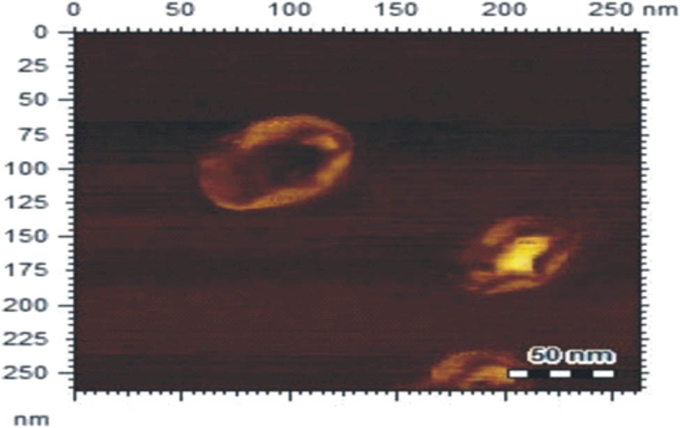Figure 13 
                  AFM image of BP-AuNPs.
               