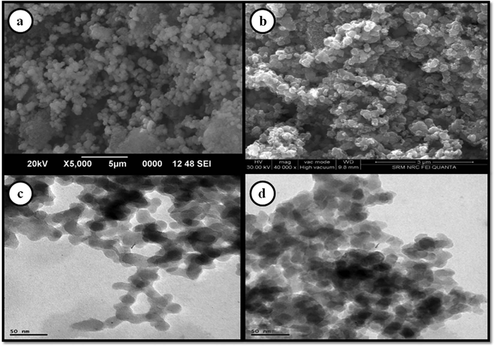 Figure 3 
                  SEM analysis of (a) TiO2 and (b) Ce-doped TiO2. TEM and SAED analysis of (c) TiO2 and (d) Ce-doped TiO2.
               
