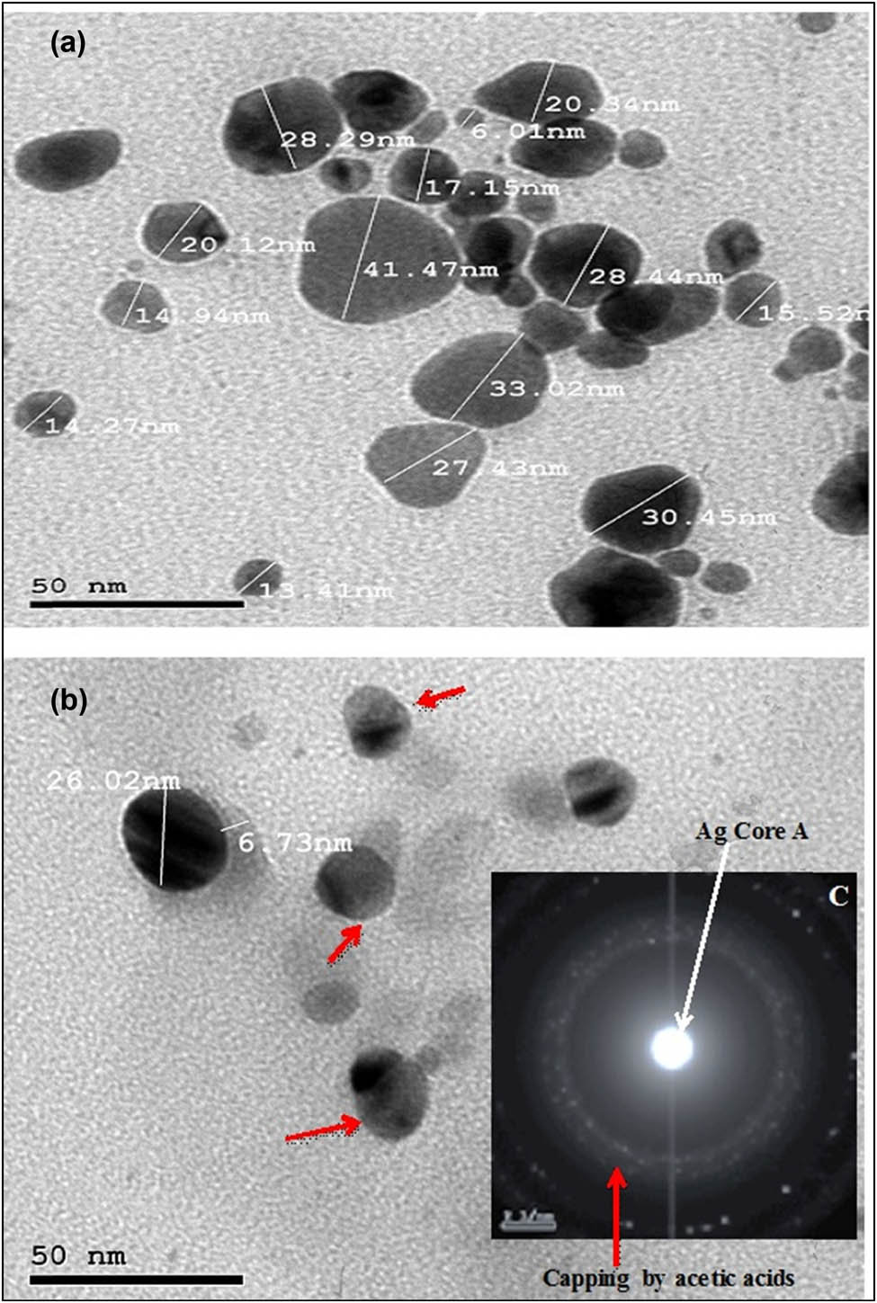 Figure 4 
                     High-resolution transmission electron microscopy (HR-TEM) measurement of (a) biogenic AgNPs by C. elongata, (b) bio-synthesis AgNPs capping by acetic acid red arrows, and (c) AgNPs coating with acetic acid.
                  