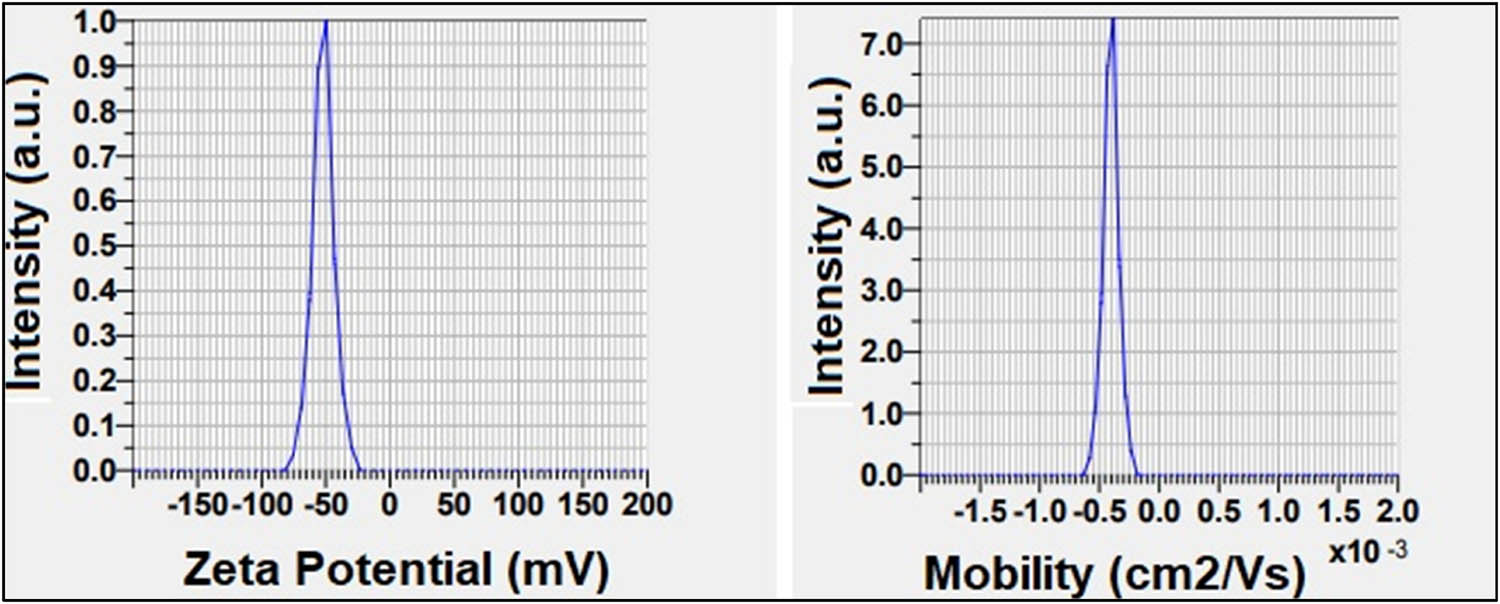 Figure 5 
                     ZP analysis (ζ = −51.8 mV) of green-synthesized IONPs.
                  
