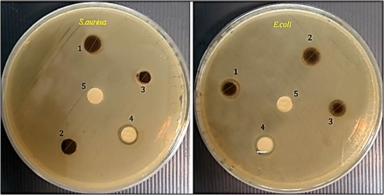 Figure 9 
                  Disc diffusion assay exhibiting the impact of green-synthesized NPs as antibacterial agents against S. aureus and E. coli. (1) Green synthesized (N. sativa-iron oxide) NPs, (2) IONPs, (3) N. sativa extract, (4) erythromycin (C +ve), and (5) DW (C −ve).
               