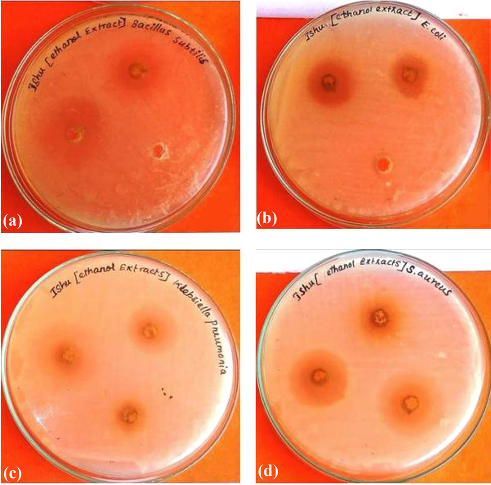Figure 5 
               Antimicrobial activity of ethanolic extract of D. viscosa: (a) B. subtilis, (b) E. coli, (c) K. pneumoniae, and (d) S. aureus.
            