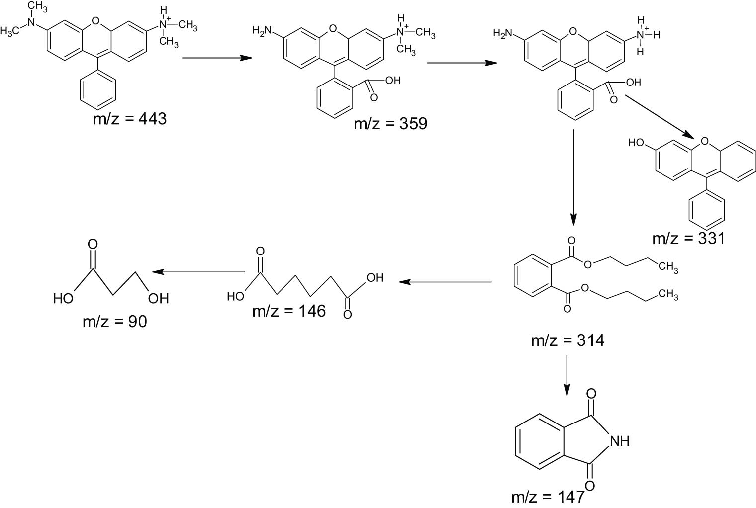 Figure 12 
                  Possible degradation mechanism of RhB.
               