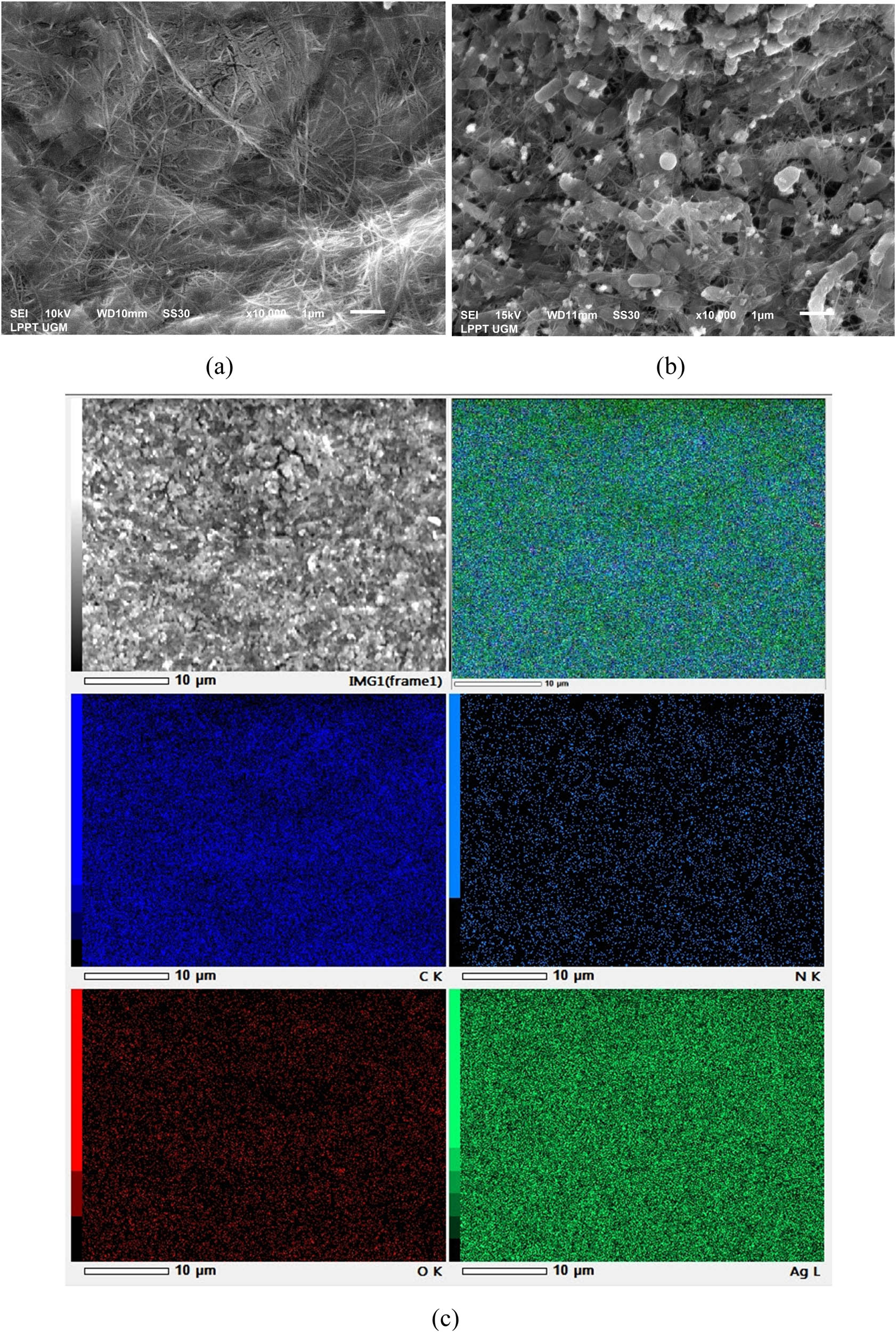 Figure 5 
                  SEM image of: (a) pristine BC, (b) AgNP15@BC, and (c) its elemental mapping.
               
