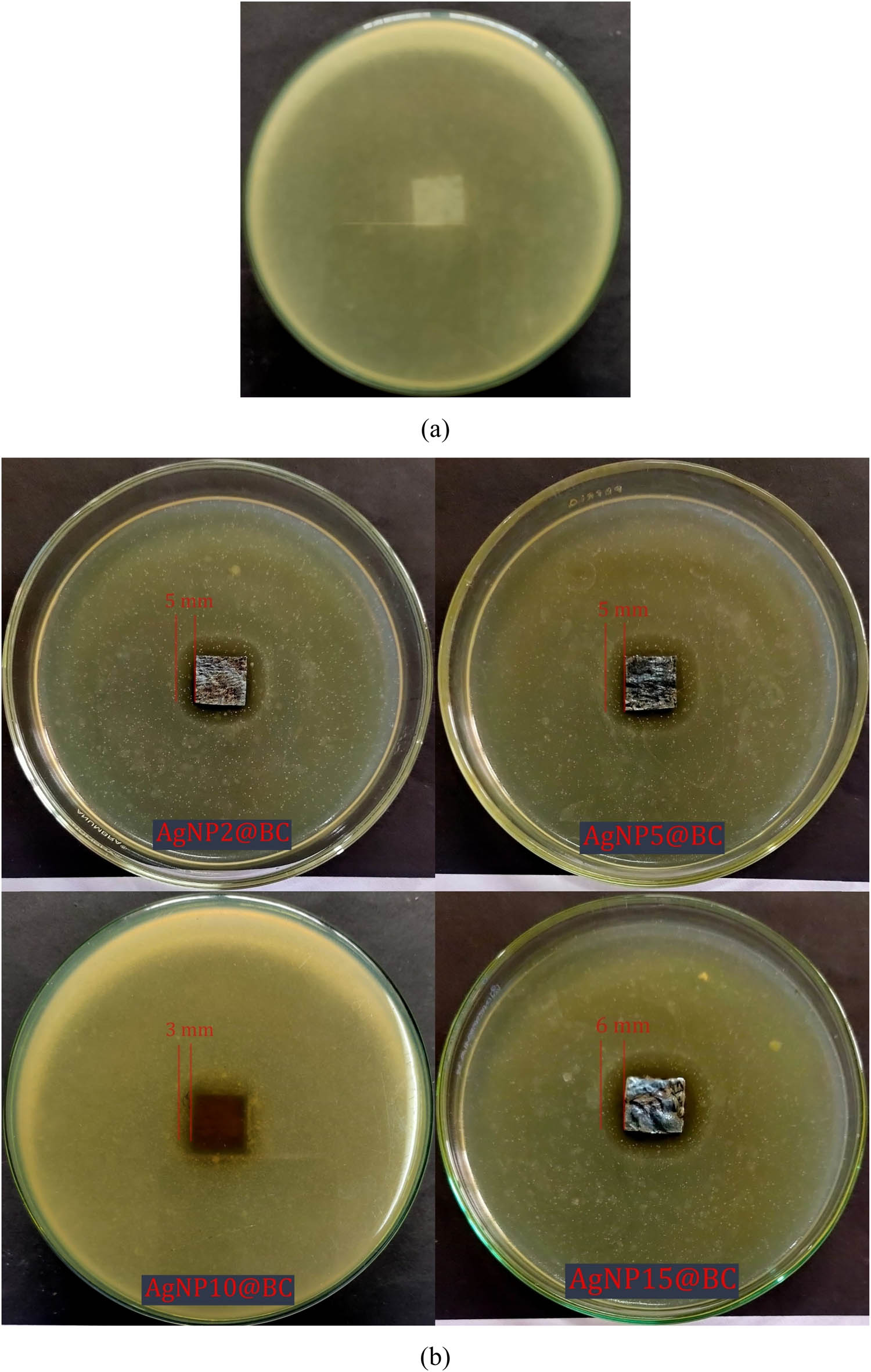 Figure 8 
                  Antibacterial activity against S. aureus of: (a) pristine BC and (b) AgNPs templated BC.
               
