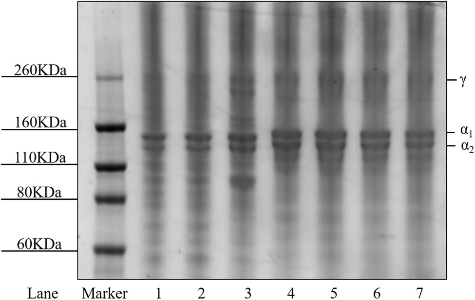Figure 3
SDS-PAGE of the gelatin samples. Lane 1: sample EB-1; lane 2: sample EB-2; lane 3: sample EB-3; lane 4: sample LB-1; lane 5: sample LB-2; lane 6: sample LB-3; and lane 7: sample LB-4.