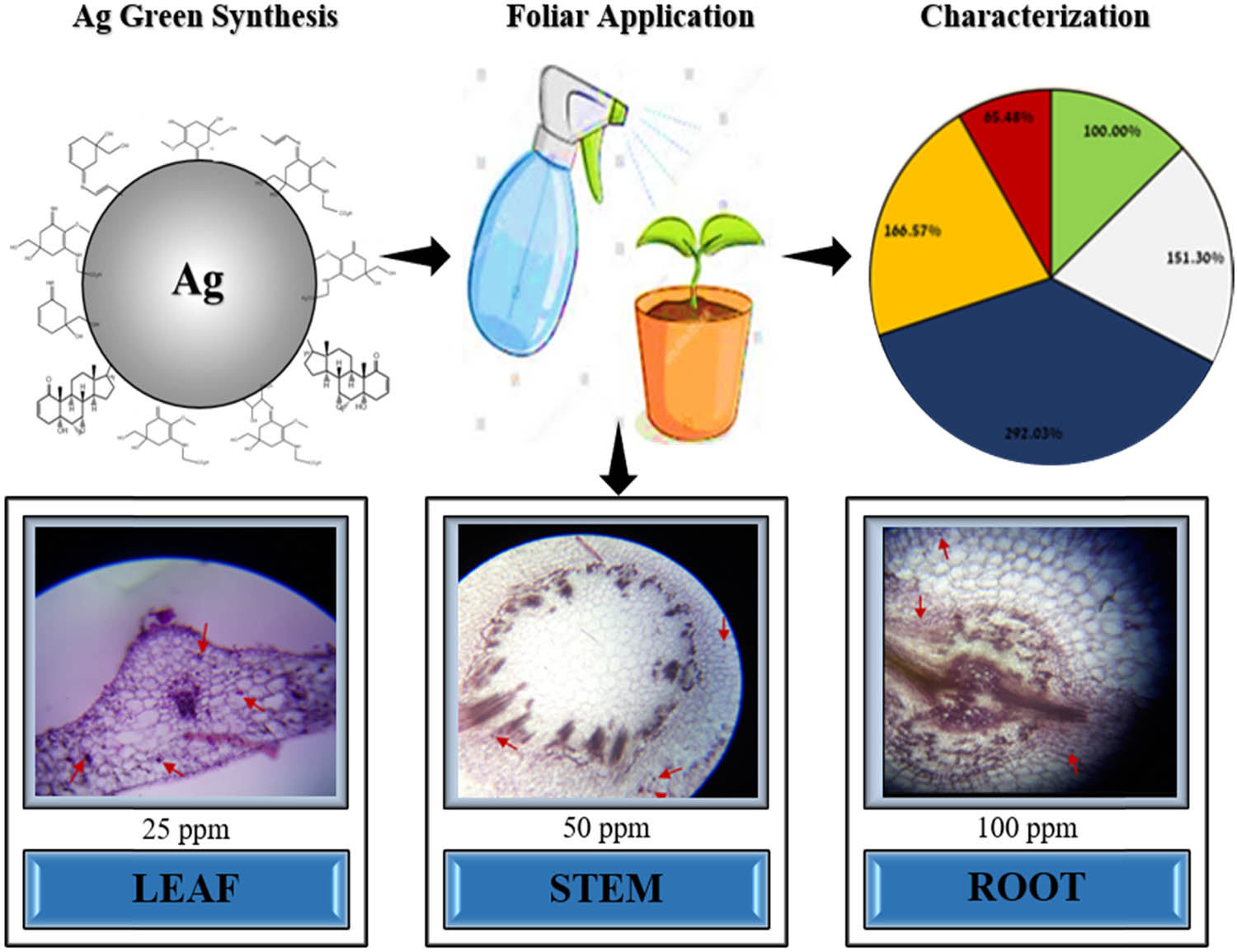 Figure 1 
                  Illustration of foliar spray of silver nanoparticles on L. sativa and their morpho-anatomical changes.
               