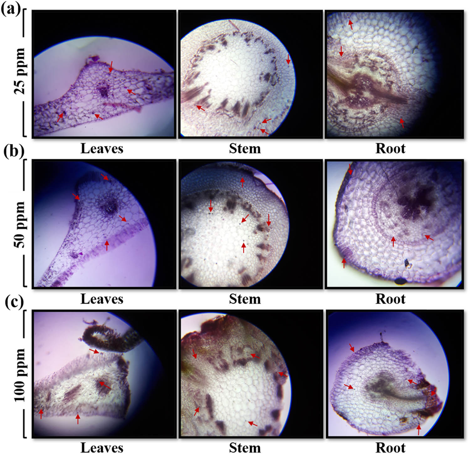 Figure 4 
                  Morpho-anatomical analysis of L. sativa leaves, stem, and root: (a) 25 ppm, (b) 50 ppm, and (c) 100 ppm. The images were recorded under a light microscope (Nikon 104, Japan) at a resolution of 1,500× with the help of a 20 mega pixel digital camera.
               