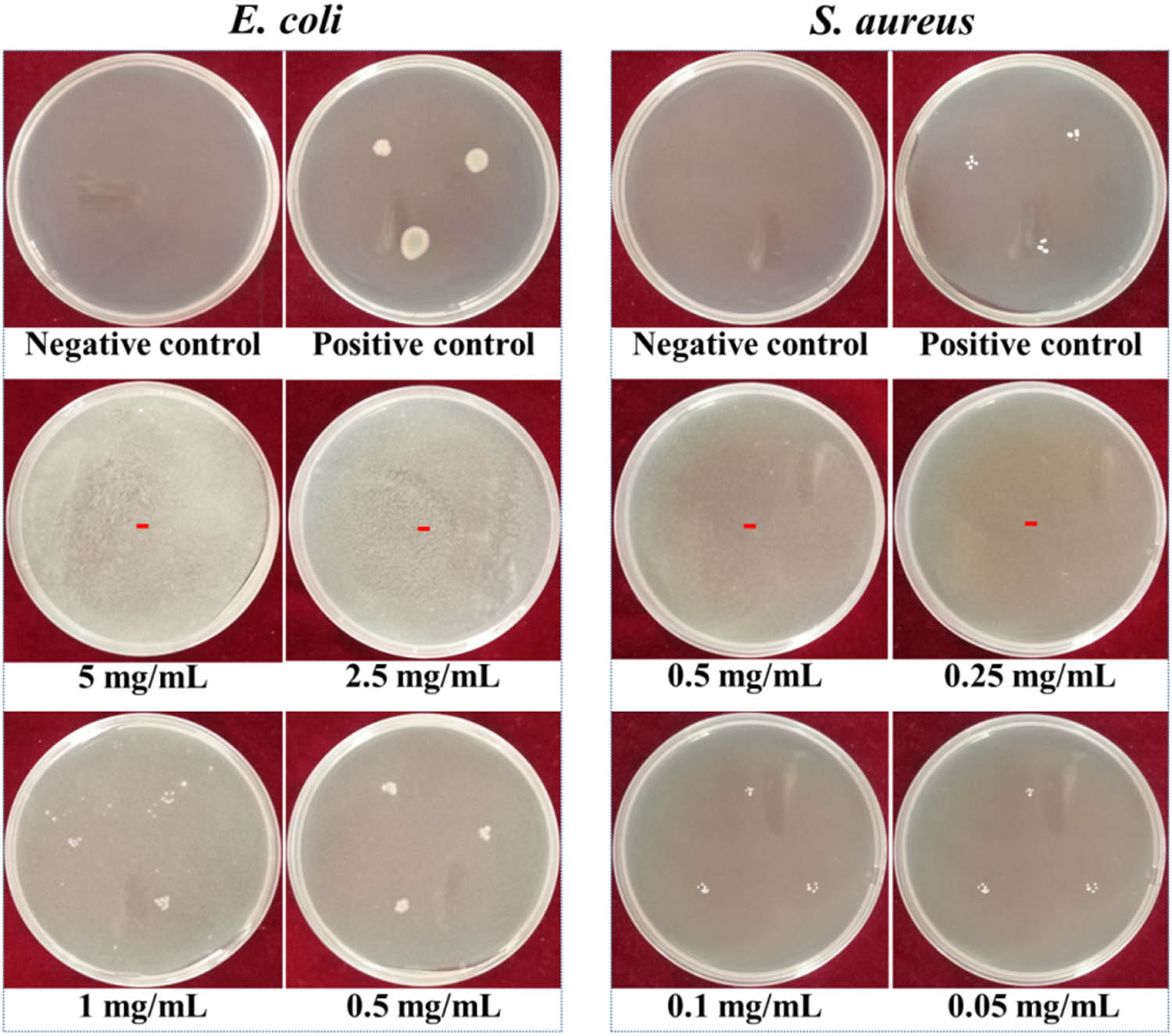 Figure A2 
                  MIC values of pure ZnO against E. coli and S. aureus.
               