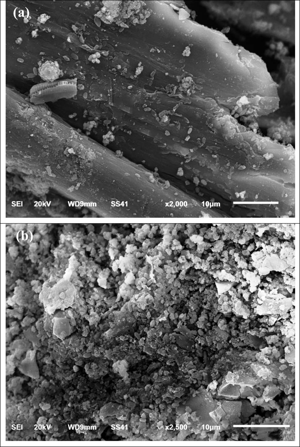 Figure 6 
                  SEM micrograph of G. amansii biomass: (a) before and (b) after adsorption of Ni2+ ions from aqueous solution.
               