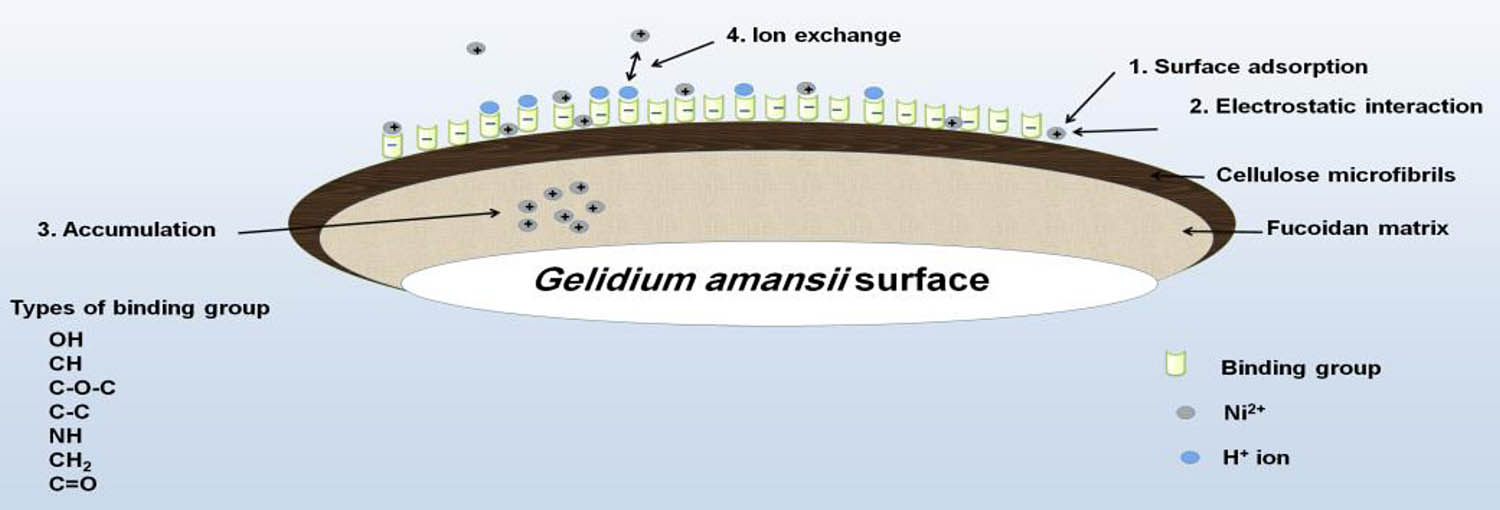Figure 7 
                  Mechanism of bio-removal nickel ions by G. amansii biomasses.
               