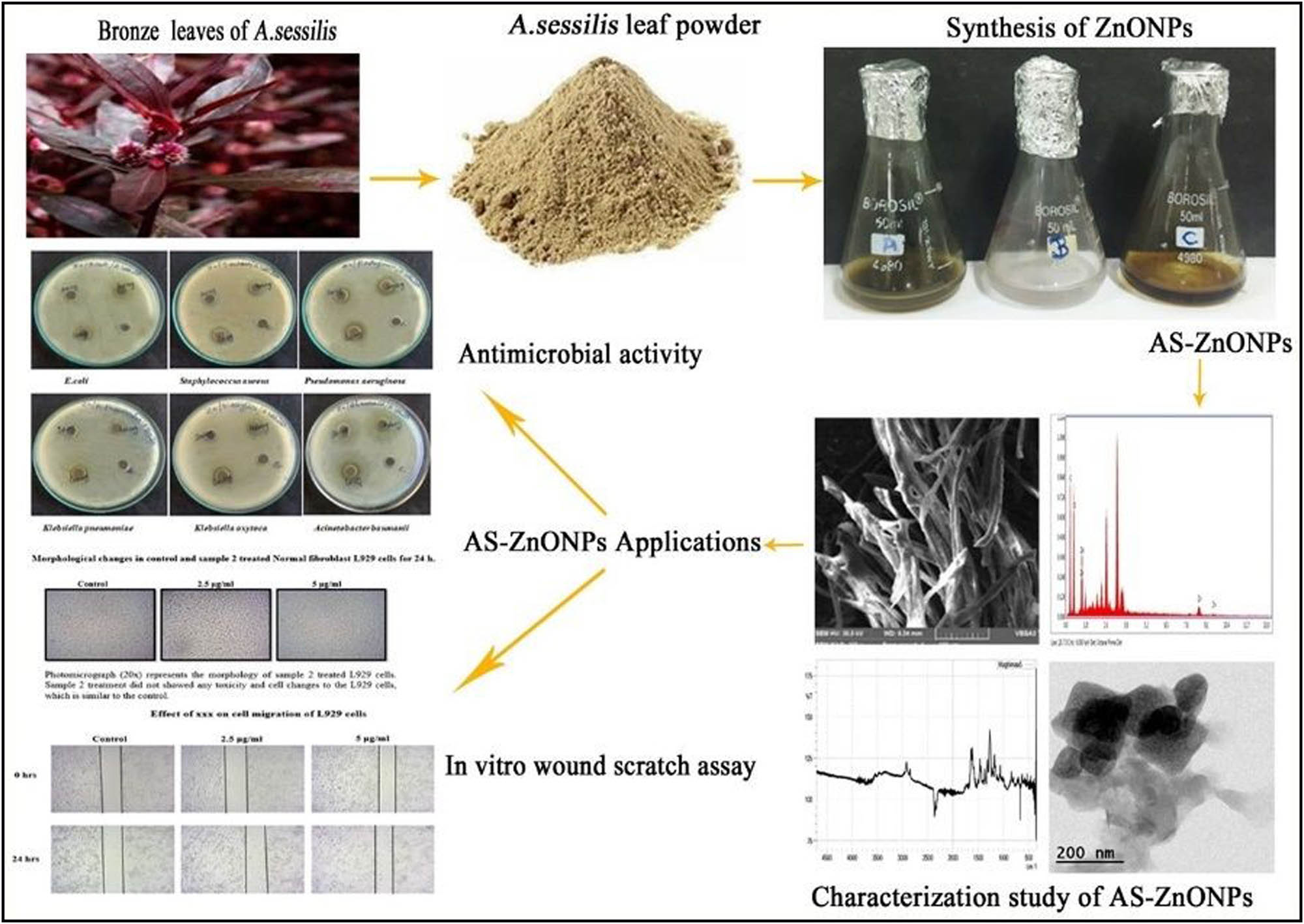 Figure 1 
                  Graphical representation of green synthesis zinc oxide nanoparticle (AS-ZnONPs) coated fabrics for antibacterial wound healing potential and in vitro cytotoxic assessment using fibroblast L929 cells.
               