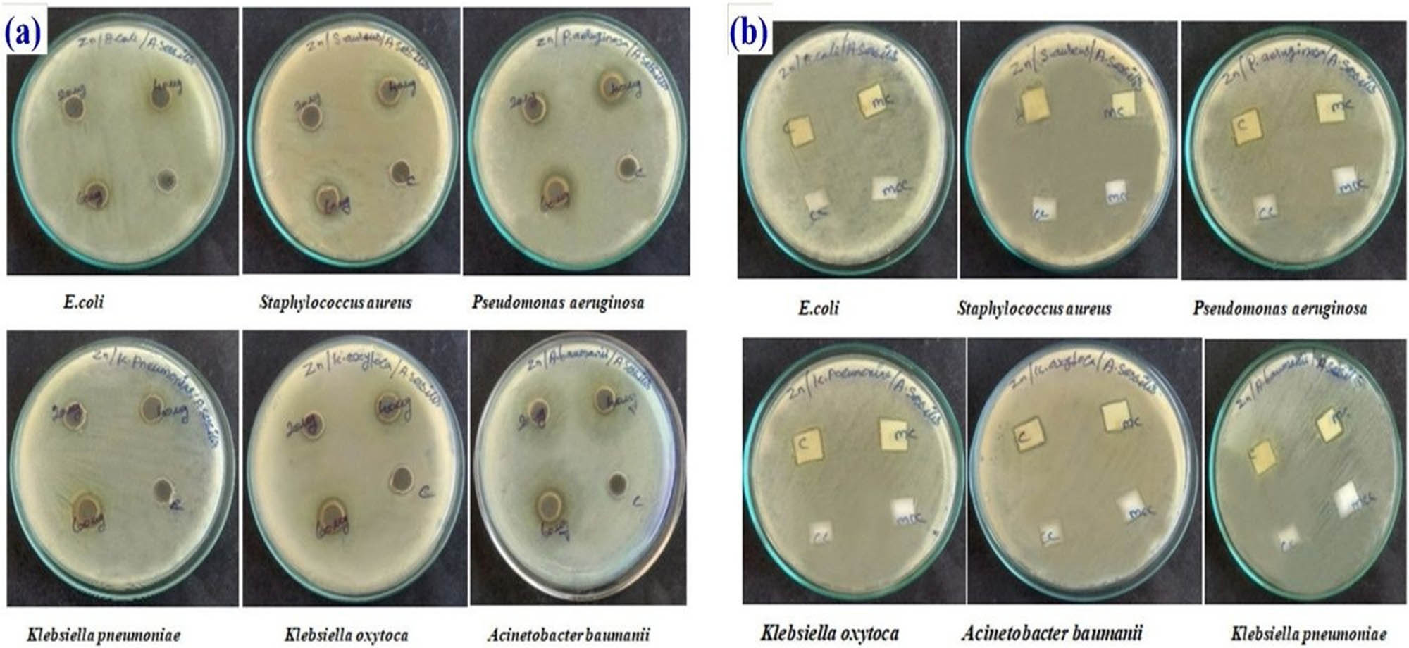 Figure 3 
                  (a) Antimicrobial activity of synthesized AS-ZnONPs against the isolates. (b) Antimicrobial sensitivity test of AS-ZnONPs coated fabrics against the isolates.
               