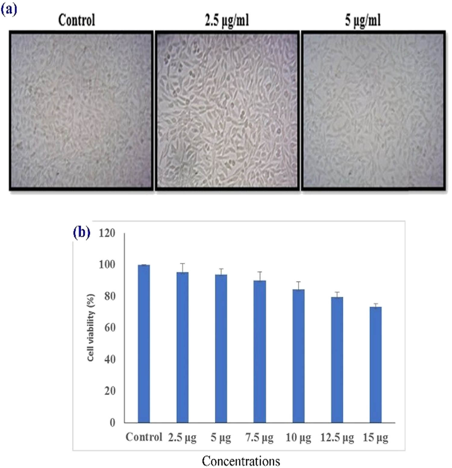 Figure 6 
                     (a) Morphological changes in control and AS-ZnONPs treated Normal fibroblast L929 cells for 24 h. (a) Photomicrograph (20×) represents the morphology of AS-ZnONPs treated with L929 cells. (b) AS-ZnONPs treatment did not show any toxicity and cell changes to the L929 cells, assay. Various concentrations of synthesized zinc oxide nanoparticles and their mode of healing efficacy against human fibroblast (L929 cell line) are graphically explained.
                  