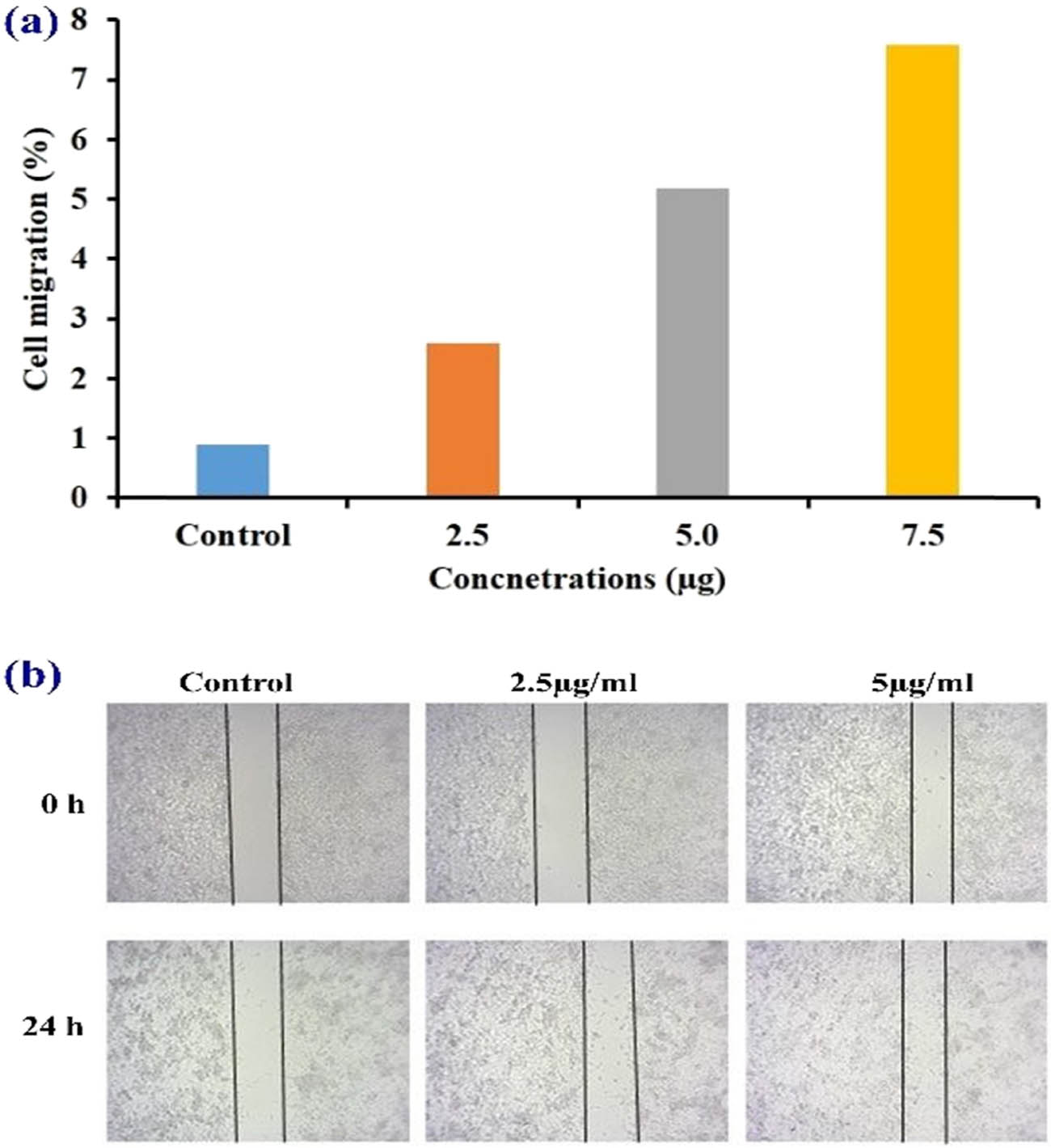 Figure 7 
                     (a) In vitro cell migration vs fabric coated phyto-mediated metal nanoparticles synthesis (wound healing). It reveals the minimal concentration (2.5 µg·mL−1) of mixed cotton-coated A. sessilis mediated zinc oxide nanoparticles show an elevated cell migration in wound scratch assay. (b) Effect of AS-ZnONPs on cell migration of L929 cells. Cell migration assay 2.5 and 5 µg·mL−1 of AS-ZnONps treated against human fibroblast cells for 24 h no changes were observed compared with control which proves it is non-toxic.
                  