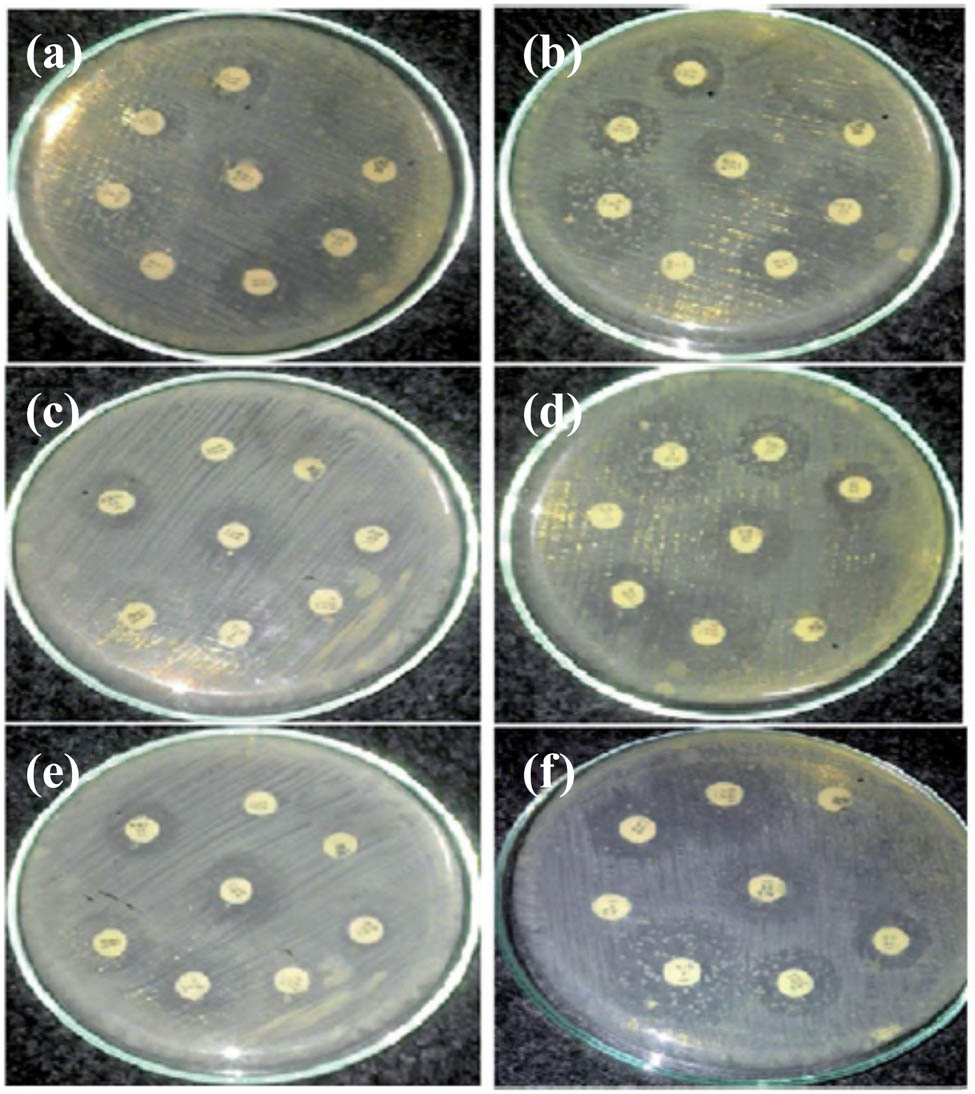 Figure 11 
               Kirby disk diffusion antimicrobial studies for SA microorganisms. NE (a–c) and NOT (d–f) [60]. Copyright © 2019; Royal Society of Chemistry.
            