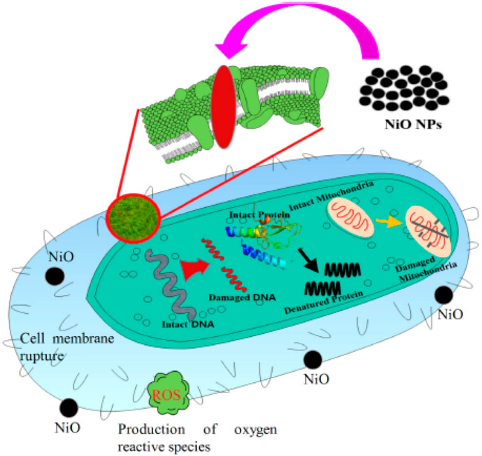 Figure 13 
               A possible antibacterial mechanism for NiO nanoparticles [62]. Copyright © 2020; MDPI.
            