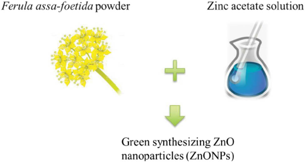 Figure 15 
               Green synthesis of ZnO NPs uses Ferula Assa-foetida [69]. Copyright © 2021; MDPI.
            