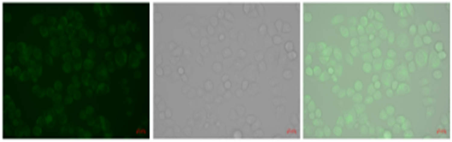 Figure 9
Cell fluorescence imaging of the probe.
