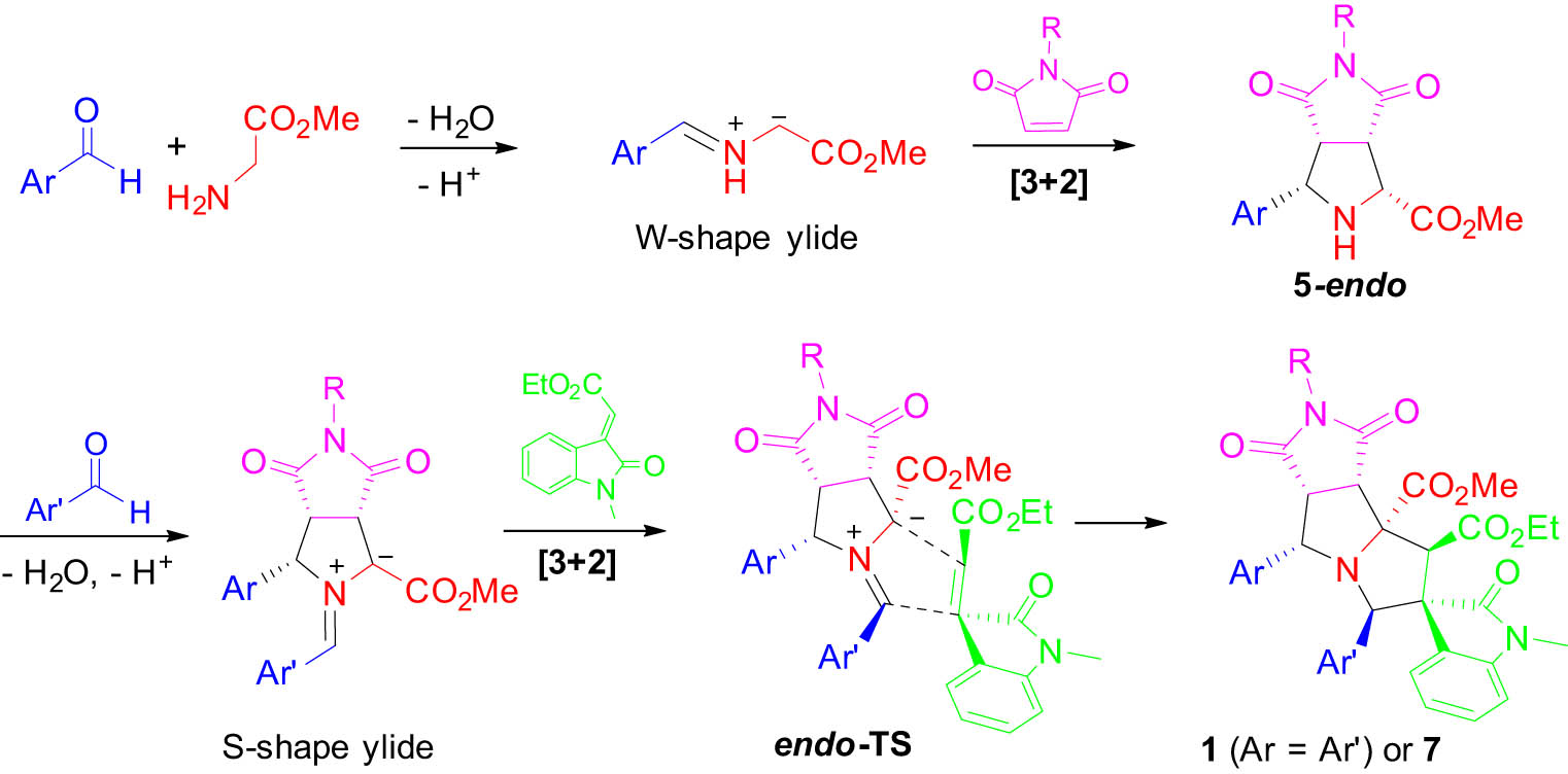 Scheme 3 
               Proposed mechanism for diastereoselective double [3 + 2] cycloadditions.
            