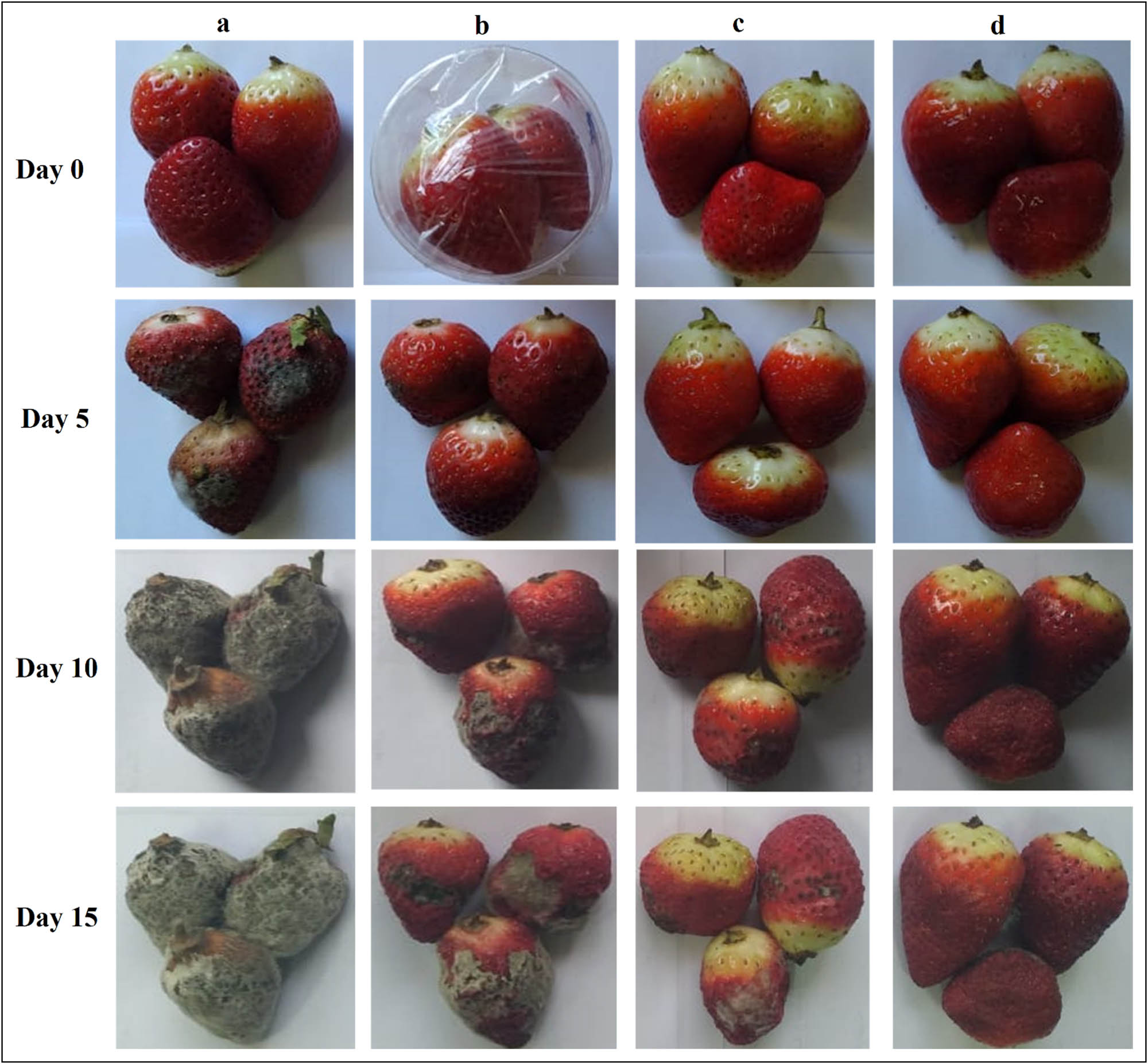 Figure 8
Appearance of untreated strawberries (control) (a), packed in a container covered with unirradiated CMC/starch/TiO2 film (b), surface coated with unirradiated CMC/starch/TiO2 film (c), and surface coated with irradiated CMC/starch/TiO2 edible film (d) at different storage time.
