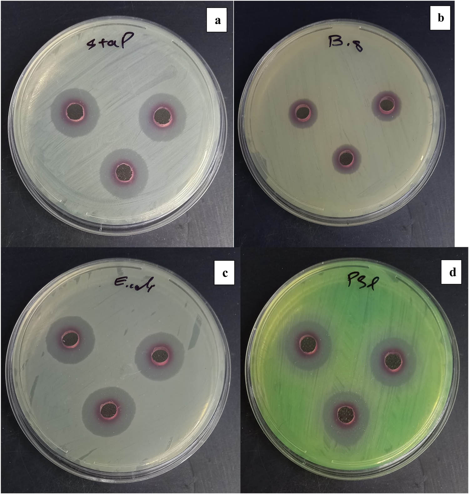 Figure 9 
                  Bactericidal effects of the fabricated Au NPs utilizing A. urumiana extract and UV radiation against S. aureus (a), B. subtilis (b), E. coli (c), and P. aeruginosa (d).
               