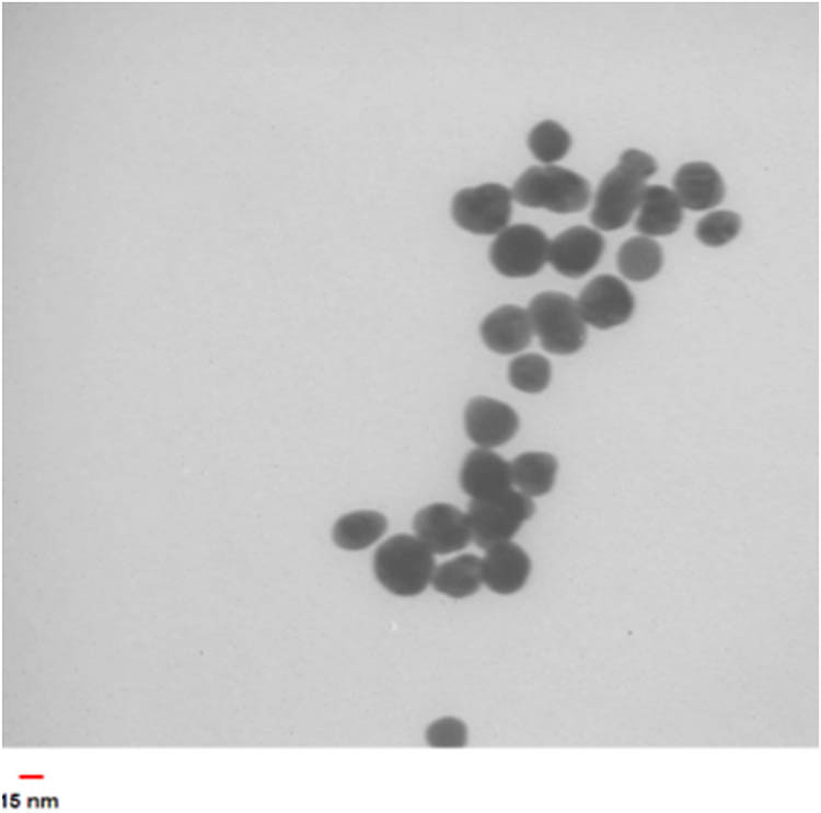 Figure 10 
                  TEM image of the synthesized Au NPs using optimal conditions.
               