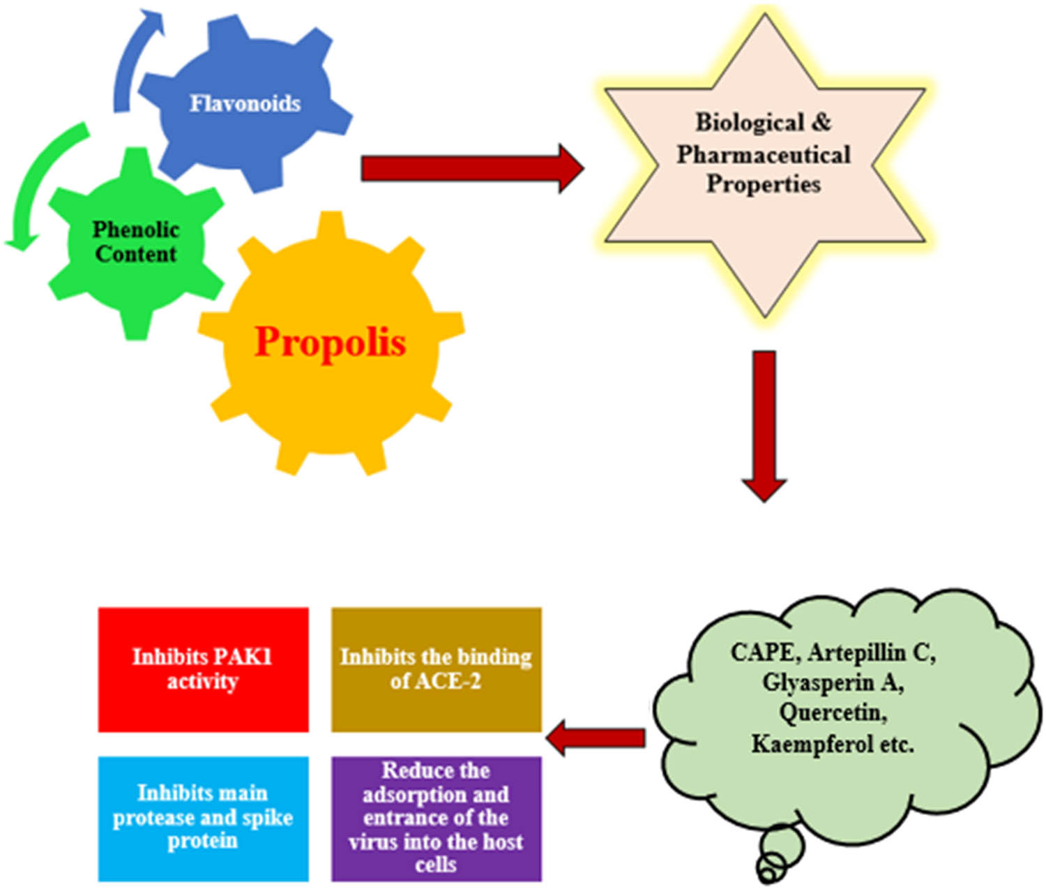 Figure 5 
                  Role of propolis constituents in mitigating COVID-19.
               