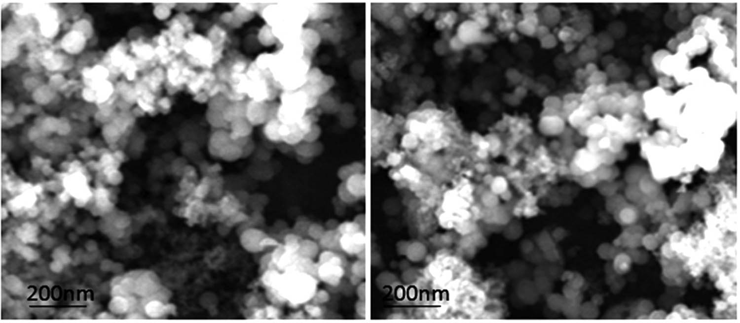 Figure 4
SEM micrograph showing the morphological characteristics of M. longifolia-synthesized AgNPs.