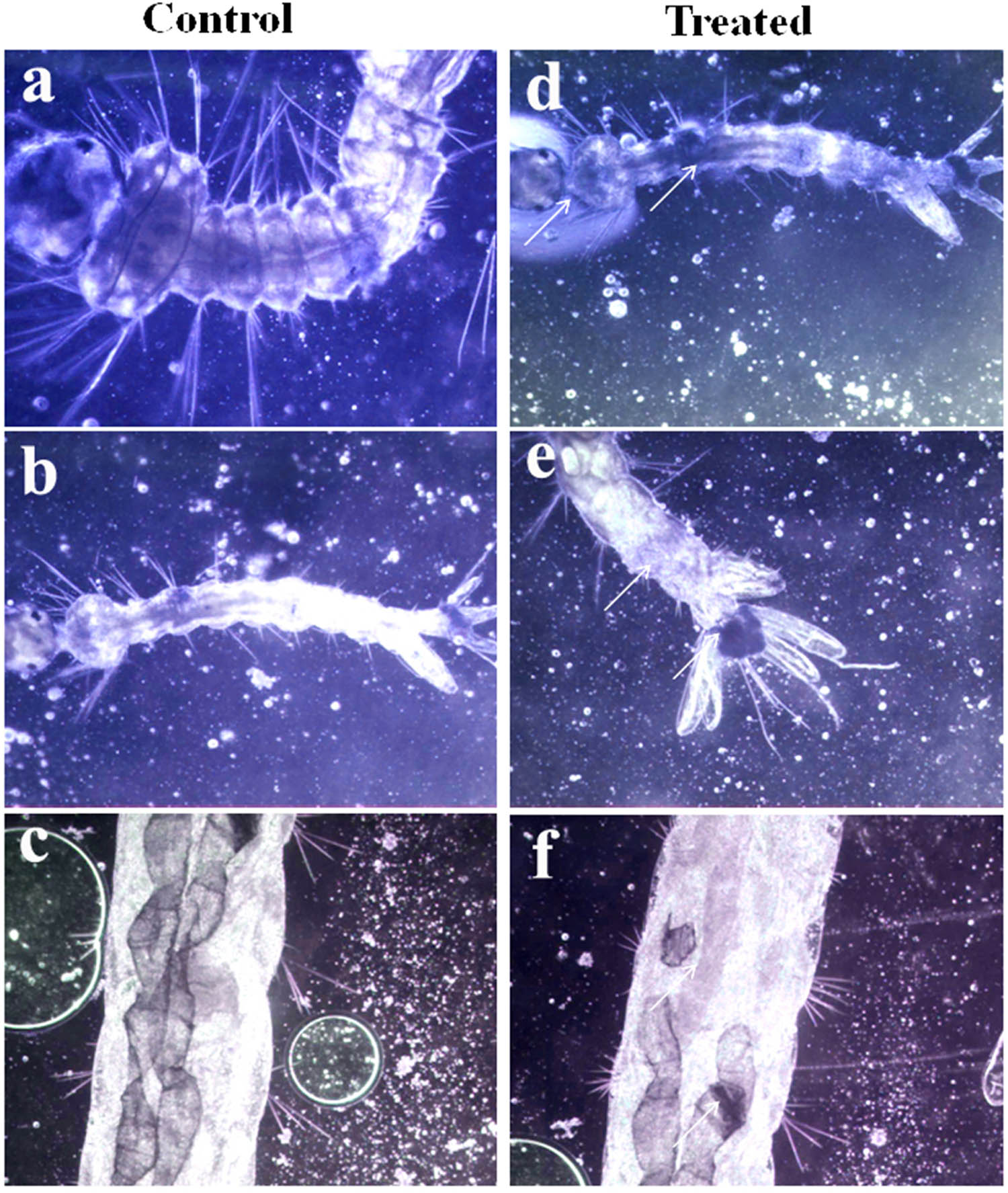 Figure 8
Microscopic analysis of the synthesized AgNPs on mosquito larvae: (a–c) untreated mosquito larvae; (d–f) AgNP-treated mosquito larvae.