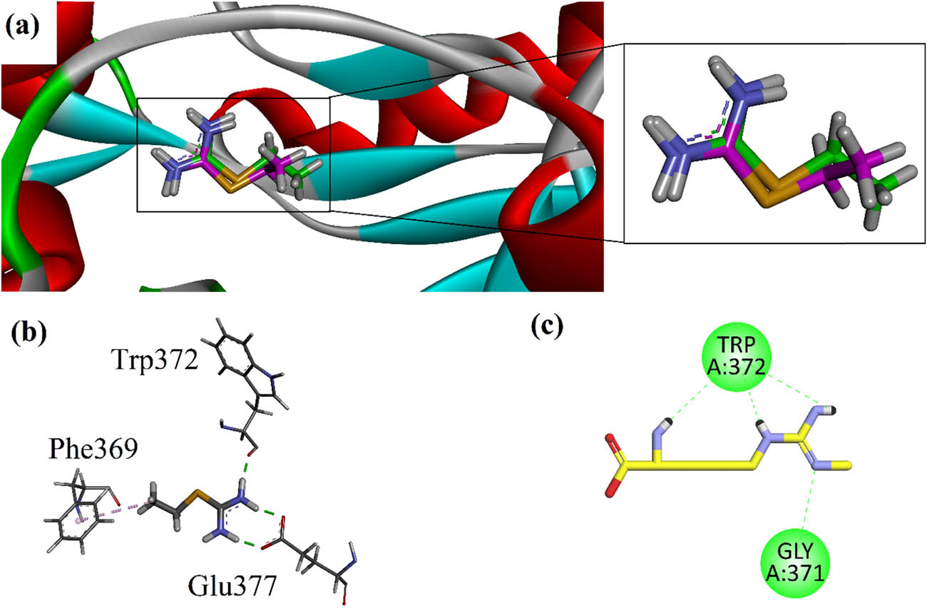 Figure 2 
                  (a) Ribbon superposed model of native ITU (green carbon stick) and re-docked ITU (pink carbon stick); (b) 3-D interaction plots of native ITU in the binding site of iNOS (PDB ID = 4NOS); and (c) 2-D interaction plot of control drug N
                     
                        G
                      monomethyl l-arginine in the binding site of iNOS. These 3-D/2-D interactions plots are modeled by using Discovery Studio Visualizer.
               