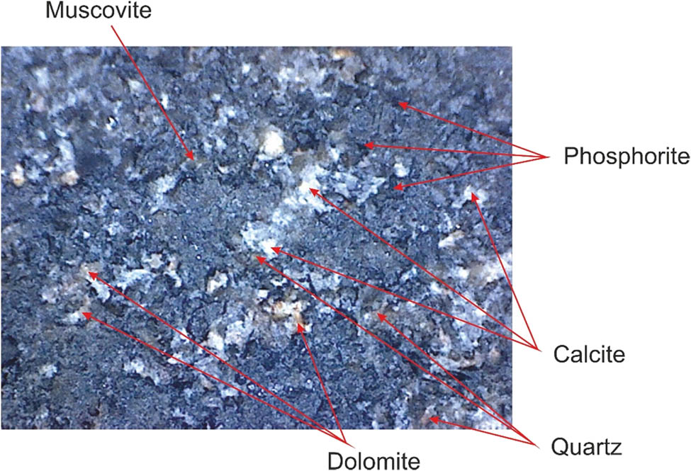 Figure 5 
                  Mineralogical composition of low-grade phosphorites.
               