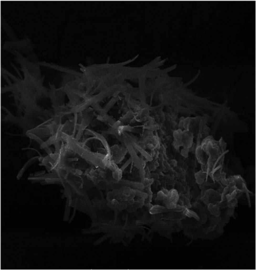 Figure 1
SEM and SEM-EDX micrograph of chitosan-based mesosulfuron methyl.