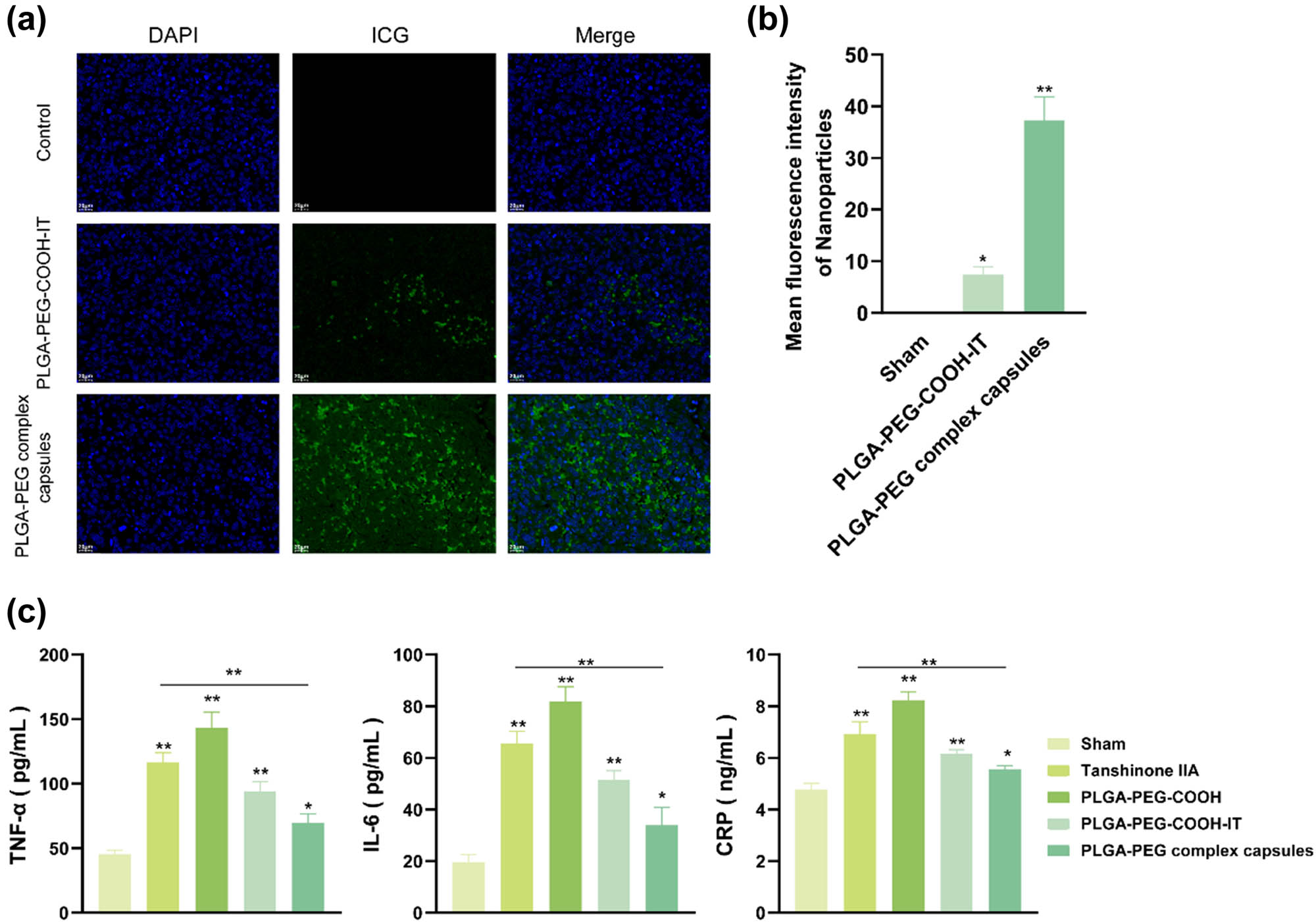 Figure 5 
                  Distribution of nanoparticles and inflammatory response in brain tissues of the MCAO model. (a and b) Fluorescence distribution and intensity statistics (n = 3, *P < 0.05, **P < 0.01) of composite nanocapsules in the ischemic brain sections (DAPI blue fluorescence: cell nuclei; FITC green fluorescence: nanoparticle; scale: 20 μm). (c) The levels of TNF-α, IL-6, and CRP in the ischemic brain sections were detected by ELISA (n = 3).
               
