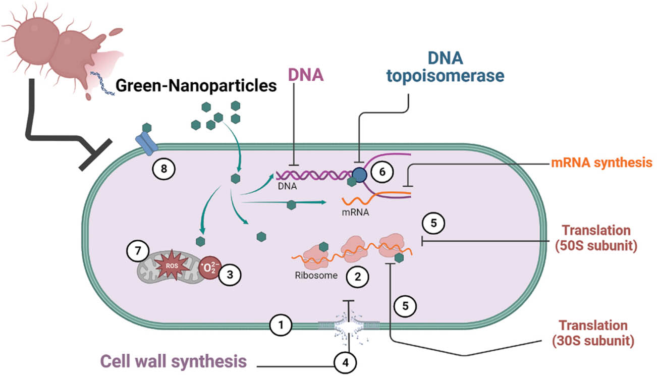 Figure 4 
                     Mechanism of bacterial destruction by the green-synthesized NPs. (1) Metal NPs attack the bacterial cell wall and cell membrane. (2) Generates ions from the metal NPs that bind ribosomes and denatures them. (3) ROS starts to accumulate. (4) ROS with NPs ruptures the cell membrane. (5) Protein structure gets altered and damaged. (6) DNA denaturation occurs. (7) Inhibits electron transport chain. (8) Receptor sites are bounded by metal NPs causing conformational changes, which eventually, lead to cell death.
                  