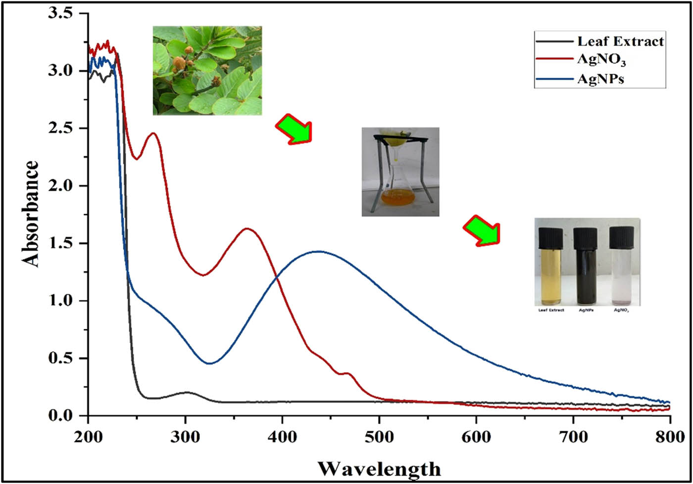 Figure 1 
                  UV-Vis absorption spectra and color change (inset) for AgNP formation using the C. alata leaf extract.
               