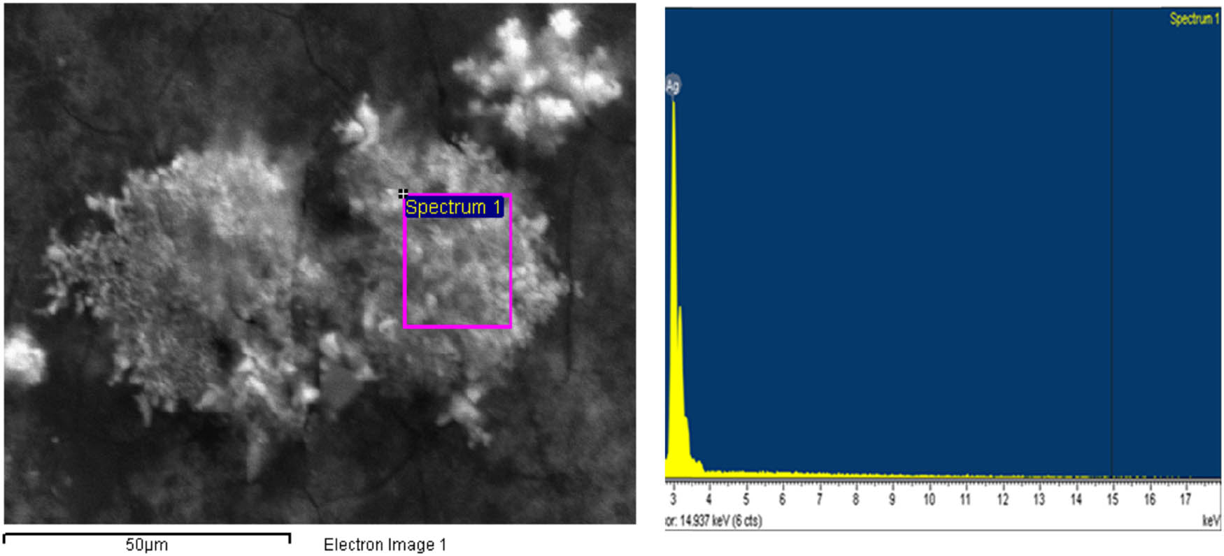 Figure 9 
                  EDX micrograph of AgNPs synthesized by aqueous extract of C. fragrans leaf. The EDX spectra of the biosynthesized AgNPs show silver element, indicating that the reduction of Ag ions to AgNPs had occurred in the aqueous extract of C. fragrans leaf. Carbon and oxygen are also present in the EDX graph due to the organic molecules found in the extract of the C. fragrans leaves. These biomolecules capped the AgNPs as capping and stabilizing agents.
               