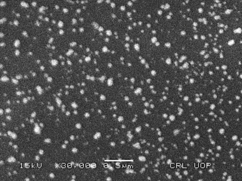 Figure 2 
                  SEM photograph of AgNPs at 0.5 micron.
               